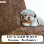 Shih-Tzu-Puppies-For-Sale-In-Mississippi-Top-Breeders-template