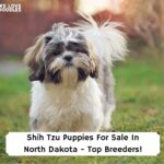 Shih-Tzu-Puppies-For-Sale-In-North-Dakota-Top-Breeders-template