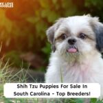 Shih-Tzu-Puppies-For-Sale-In-South-Carolina-Top-Breeders-template