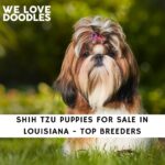 Shih Tzu Puppies For Sale in Louisiana