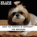 Shih Tzu Puppies in Kentucky