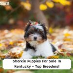 Shorkie-Puppies-For-Sale-In-Kentucky-Top-Breeders-template