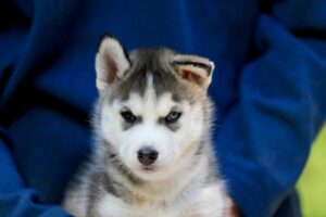 Songbird Siberians -HuskBreedC