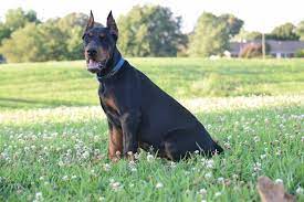 Sierra dobie best sale farms dobermans