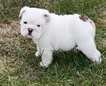 Tallyho Bulldogs -EngBullDogBMary