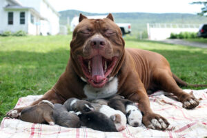 what breed of pitbull is the biggest