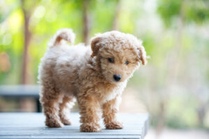 acana puppy wholesome grains