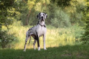 Great Dane Puppies For Sale in Missouri