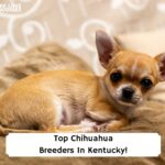 Top-Chihuahua-Breeders-In-Kentucky-template