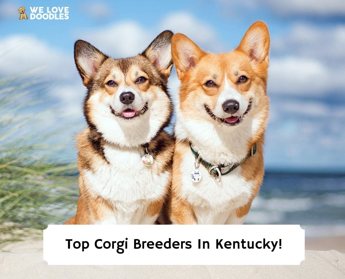 Top best sale corgi breeders