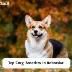 Top-Corgi-Breeders-In-Nebraska