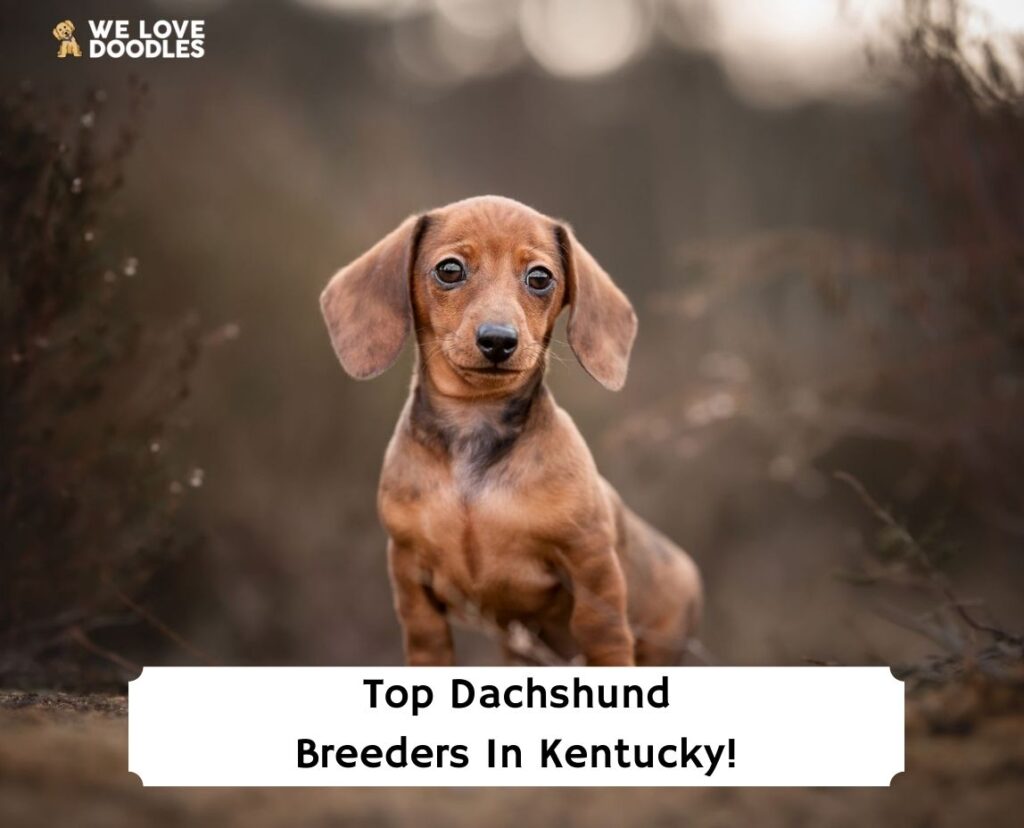 Top sales dachshund breeders