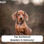 Top-Dachshund-Breeders-In-Kentucky-template