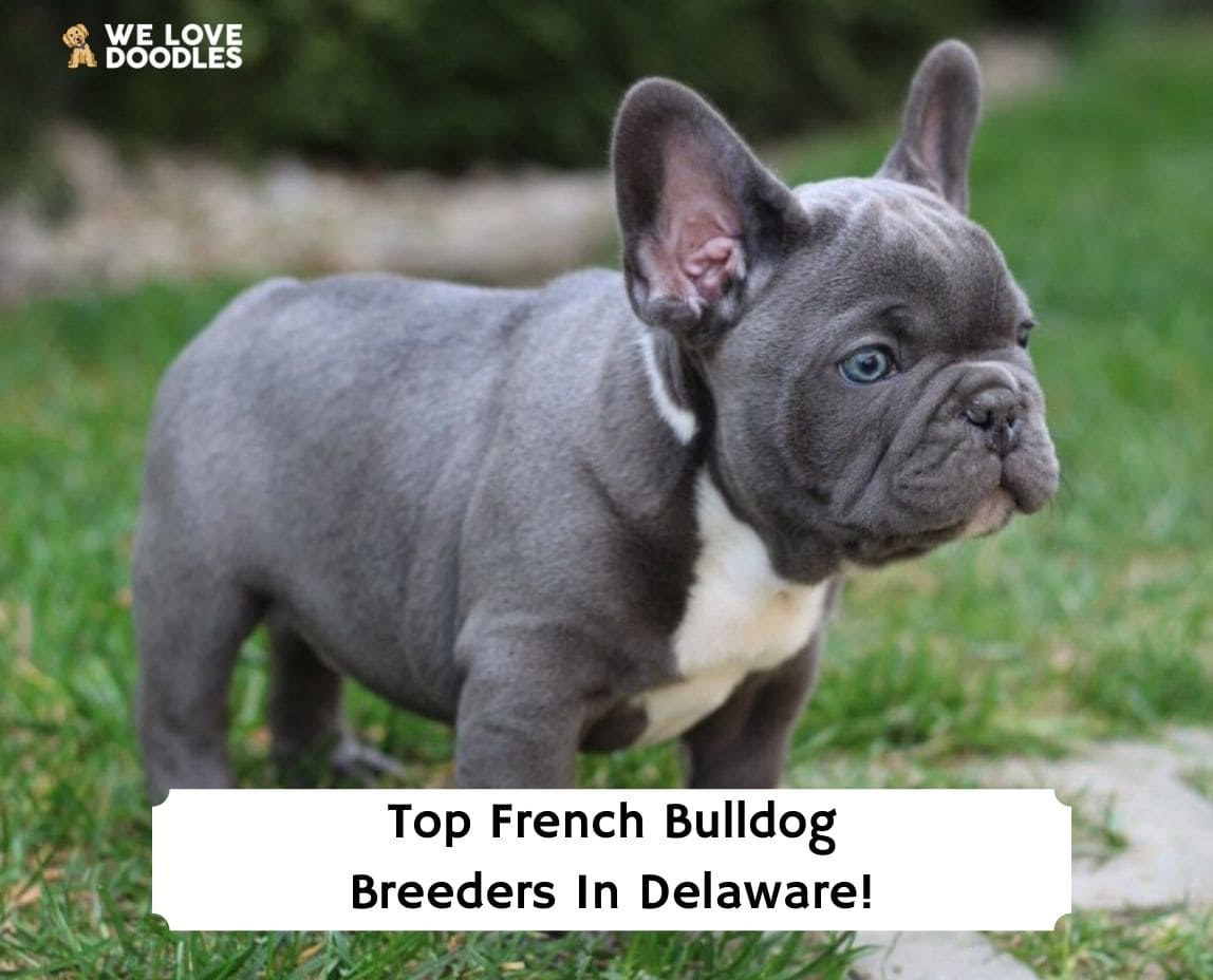 French Bulldog Puppies in Delaware: Top 6 Breeders! (2024) - We Love ...