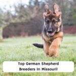 Top-German-Shepherd-Breeders-In-Missouri-template
