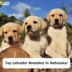 Top-Labrador-Breeders-In-Nebraska-template