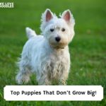 Top-Puppies-That-Dont-Grow-Big-template