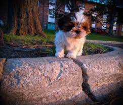 Tough Shih