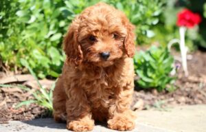 toy cavapoo for sale