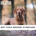 Vizsla Breeders in Maryland