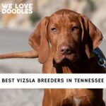 Vizsla Breeders in Tennessee