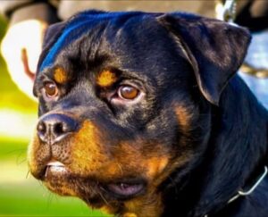 Von Hirsch Rottweilers