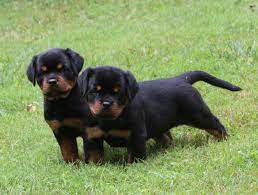 6 Best Dog Breeders in Tennessee! - We Love Doodles