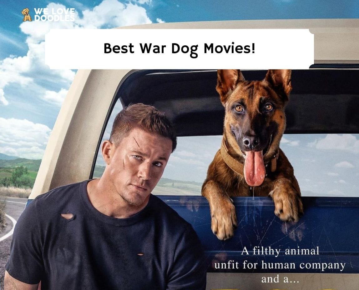 Military Dog Breeds