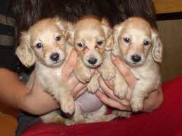 Watridge Doxies