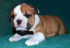 8 Best English Bulldog Breeders in Missouri! (2024) - We Love Doodles