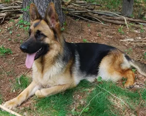 Wertvoll German Shepherds - GSRhI