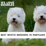 Westie Breeders in Maryland