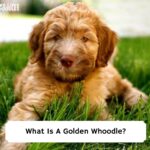 What-Is-A-Golden-Whoodle-template