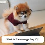 What-Is-The-Average-Dog-IQ-template