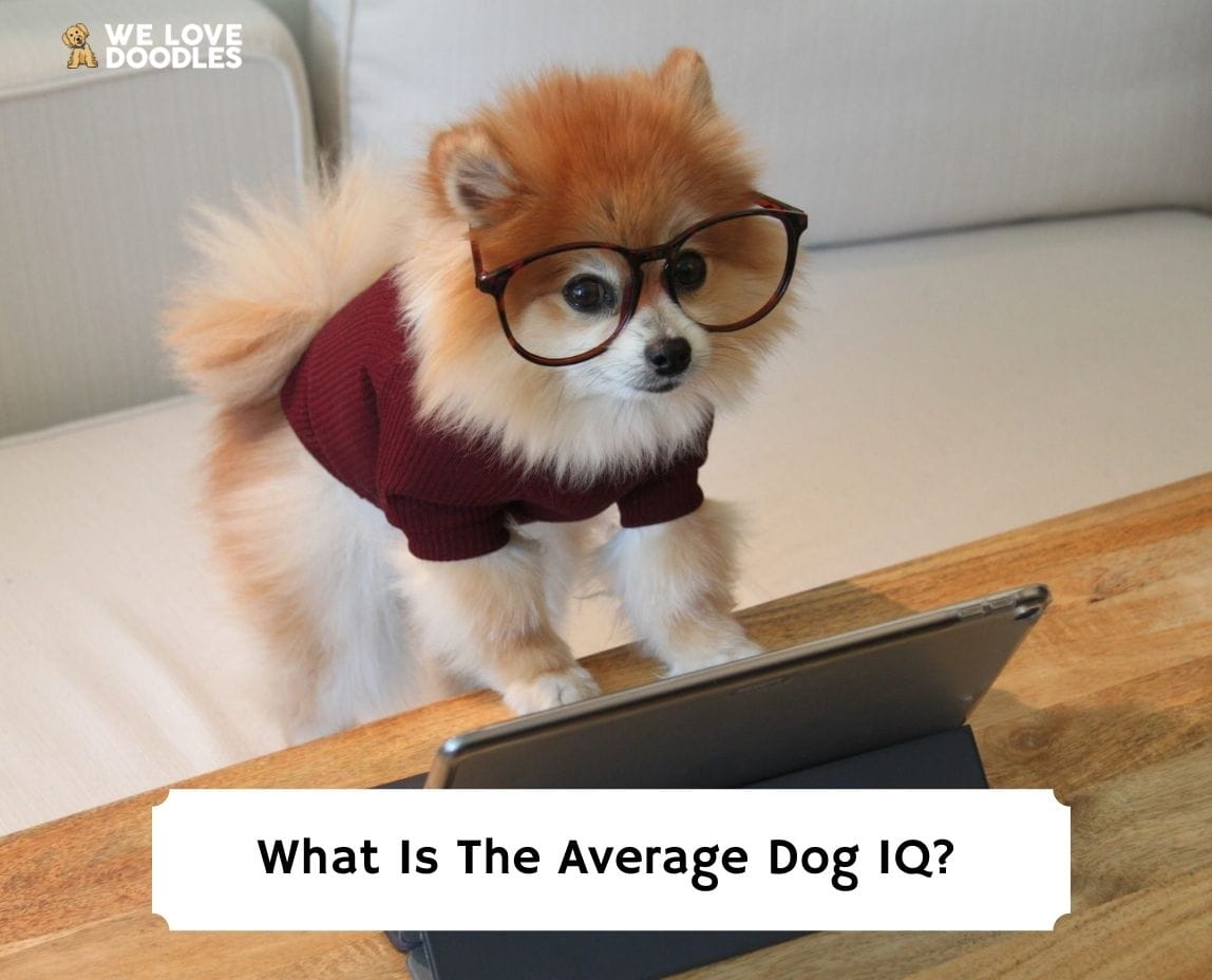 what is the average iq for a dog