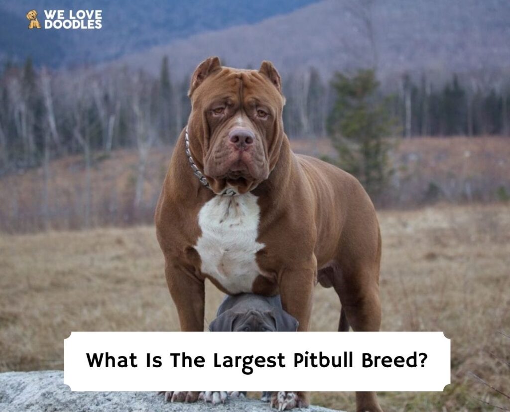 Pitbull sales giant breed