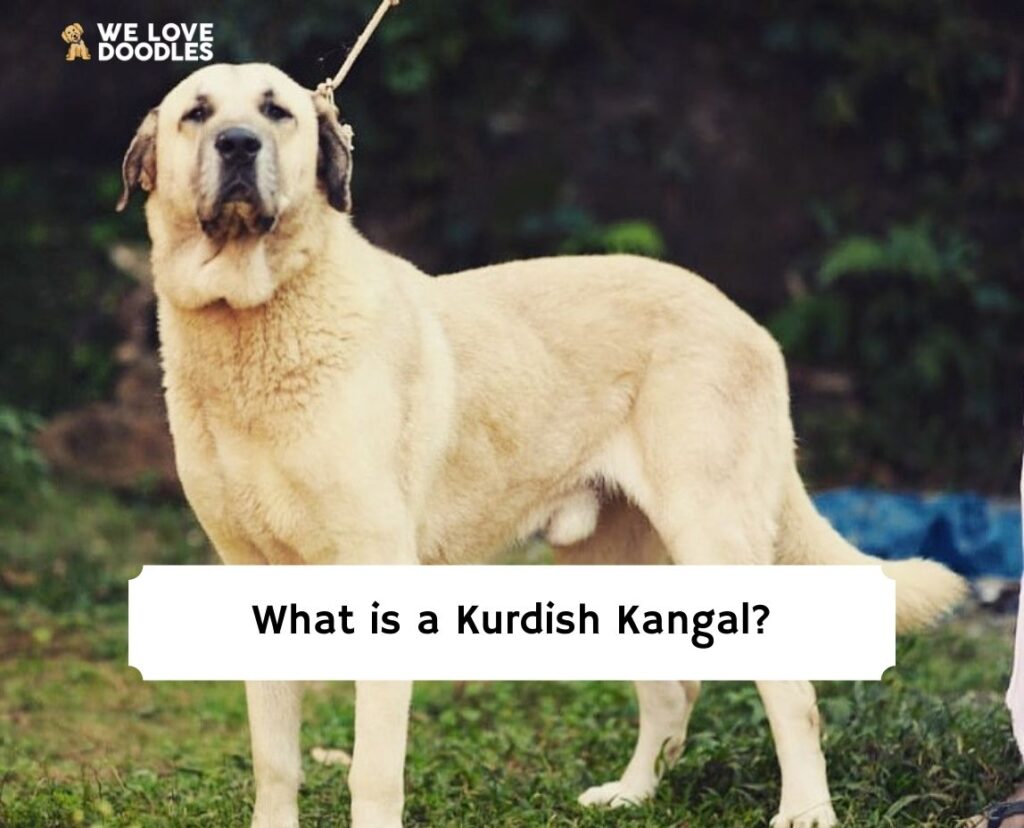 What is a Kurdish Kangal? (2024) We Love Doodles