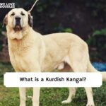What is a Kurdish Kangal