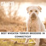 Wheaten Terrier Breeders in Connecticut
