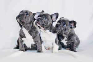 Where Do You Find a French Bulldog Breeder in Delaware?
