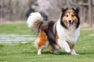 Where Do You Find a Sheltie Breeder in Missouri