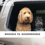 Whoodle vs. Goldendoodle