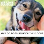 Why Do Dogs Scratch The Floor