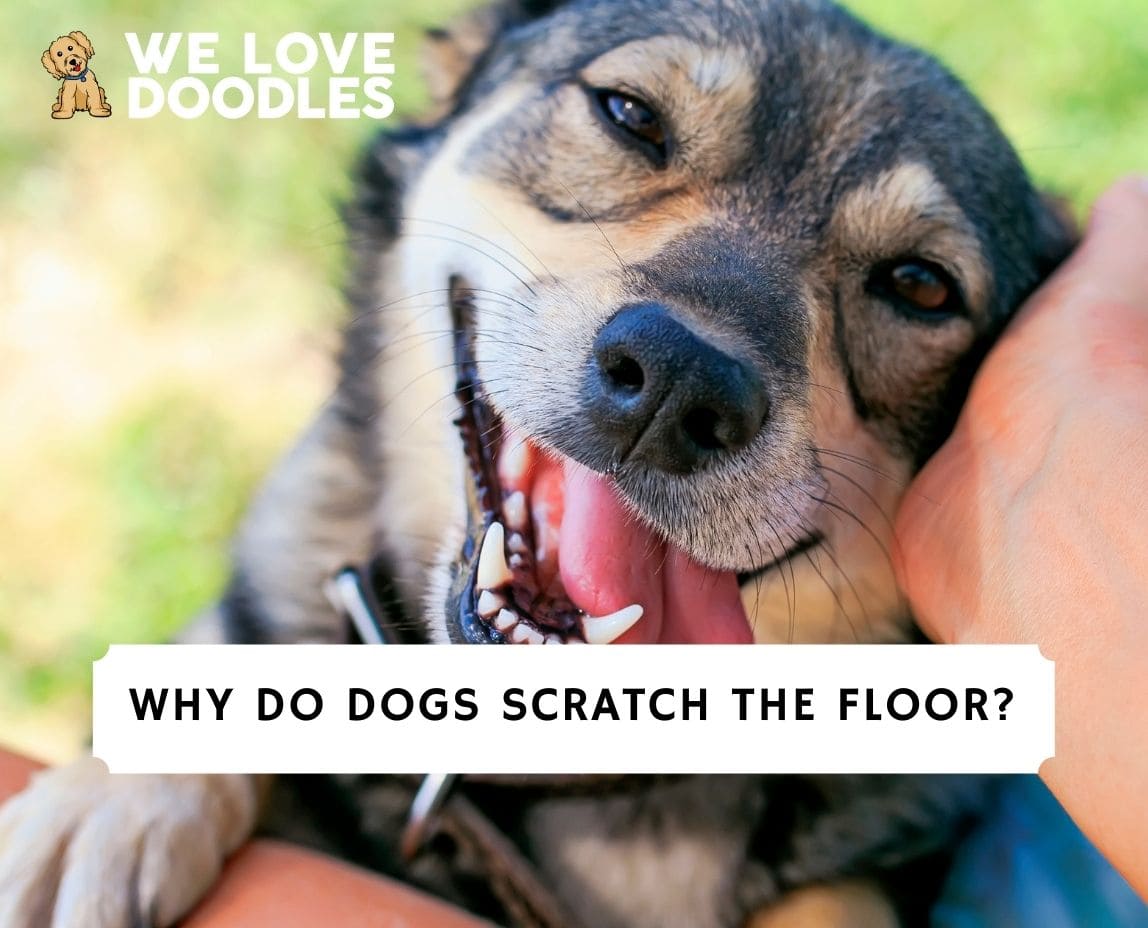 Why Do Dogs Dig On Floor Viewfloor.co