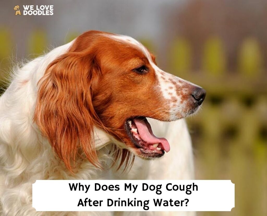 Why Does My Dog Cough After Drinking Water? (2023) - We Love Doodles