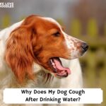 Why-Does-My-Dog-Cough-After-Drinking-Water-template