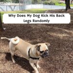 Why Does My Dog Kick His Back Legs Randomly