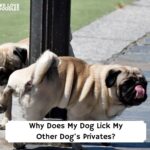 Why-Does-My-Dog-Lick-My-Other-Dogs-Privates-template