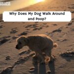 Why Does My Dog Walk Around and Poop
