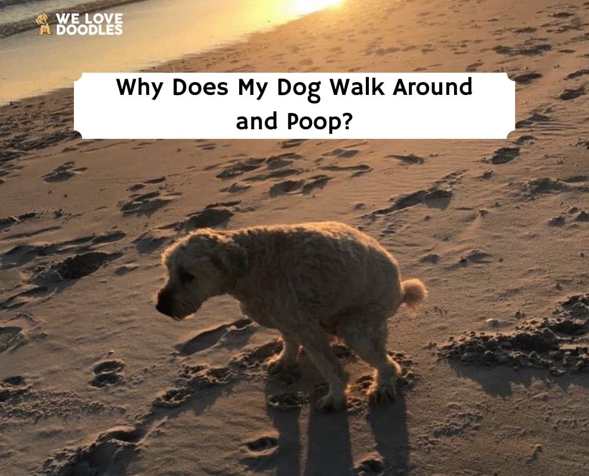 how do i get my dog to stop walking while pooping